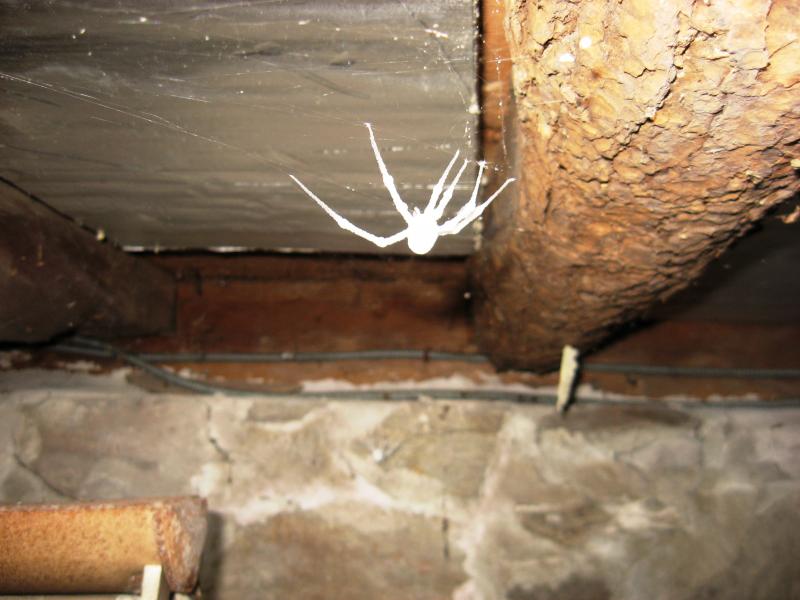 Moldy Spider | Basement Moisture Problems | Evergreen Home Performance | Maine 
